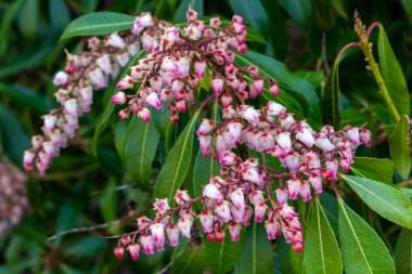 Pieris japonica 'Pembe Zevk' bir bahar çiçeği açan, her zaman yemyeşil bir çalılık, pembe bir bahar çiçeği, stok fotoğrafı