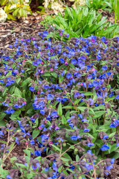 Pulmonaria Blue Ensign Spring Flowering Plant Found Spring Flower Season — Stock Photo, Image