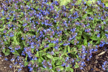 Pulmonaria 'Mavi Asteğmen' bahar çiçeği mevsiminde bulunan bir çiçek bitkisi. Yaygın olarak akciğer otu olarak bilinir.