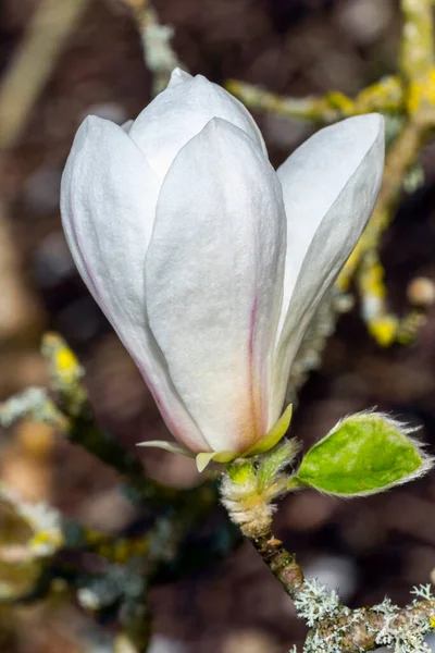 Magnolia Kobus Norman Gould Spring Flowing Tree Shrub Plant White — 스톡 사진