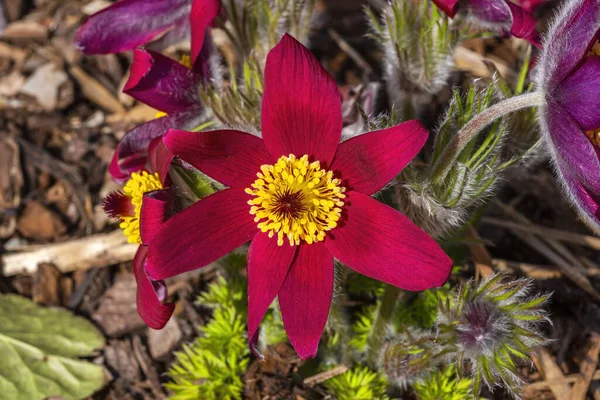 Pulsatilla Vulgaris Pinwheel Dark Red Shades Een Voorjaarsbloeiende Plant Algemeen — Stockfoto