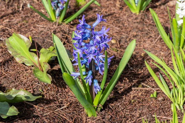 Hyacinth Hyacinthus Orientalis Aida Spring Flowering Bulbous Plant Blue Spring — стоковое фото