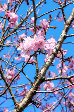 Prunus sargentii ilkbahar çiçekli bir kiraz ağacı. Bahar mevsiminde pembe çiçek açar. Sargent 'ın kiraz çiçeği olarak da bilinir.