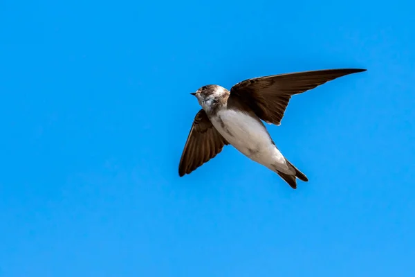 Пісок Мартін Riparia Riparia Польоті Блакитним Небом Копією Перелітний Птах — стокове фото
