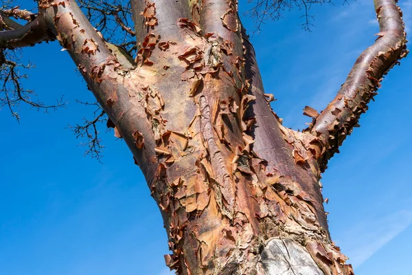 Acer Griseum Tree Winter Blue Sky Which Commonly Known Paperbark — Stock fotografie