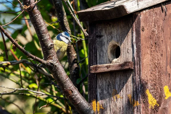 Blue Tit Cyanistes Caeruleus Looking Bird Nest Box Which Common — Stock Photo, Image