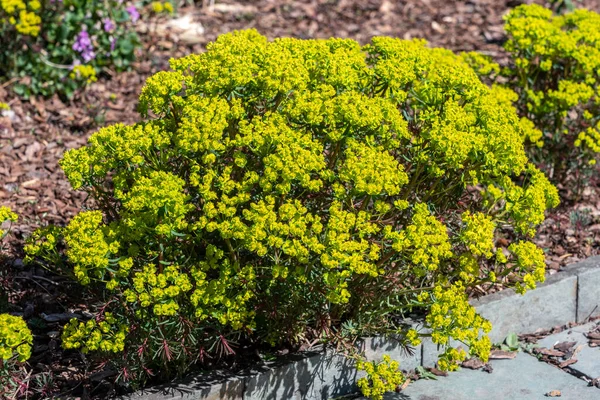 Euphorbia Cyparissias Fens Ruby Spring Summer Evergreen Flowering Shrub Plant — Stock Photo, Image