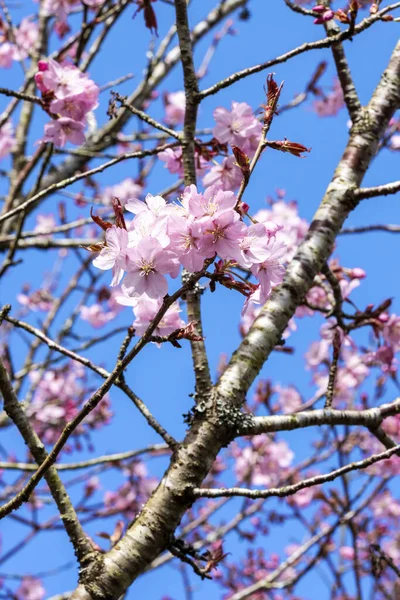 Prunus Sargentii Uma Planta Árvore Cereja Florido Primavera Com Flor — Fotografia de Stock