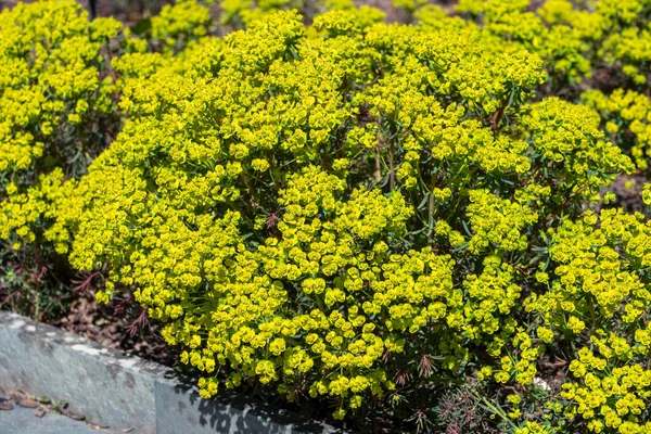 Euphorbia Cyparissias Fens Ruby Spring Summer Evergreen Flowering Shrub Plant — Stock Photo, Image