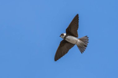 Kum Martin (Riparia riparia) mavi gökyüzü ve kopya uzayı ile uçarken, Mart veya Nisan aylarında İngiltere 'de uçan ve Bank Swallow olarak bilinen göçmen bir kuş olarak görülebilir.