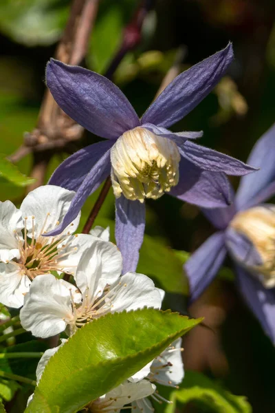 Clematis Alpina Une Plante Arbuste Floraison Printanière Avec Une Fleur — Photo