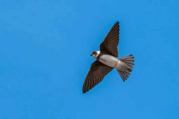 Zand Martin Riparia Riparia Vlucht Met Een Blauwe Lucht Kopieer — Stockfoto