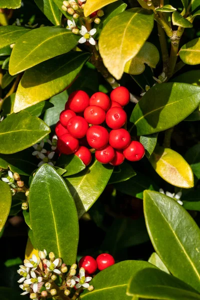 Skimmia Japonica Subsp Reevesiana Egy Tavaszi Virágcserje Növény Piros Tavaszi — Stock Fotó