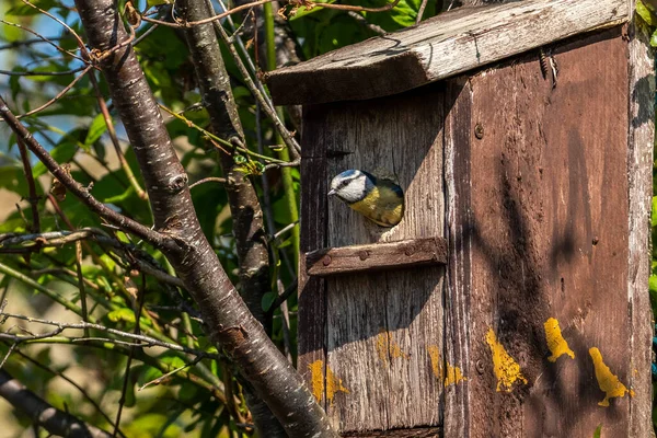 Blue Tit Cyanistes Caeruleus Leave Bird Nest Box Which Common — Stock Photo, Image