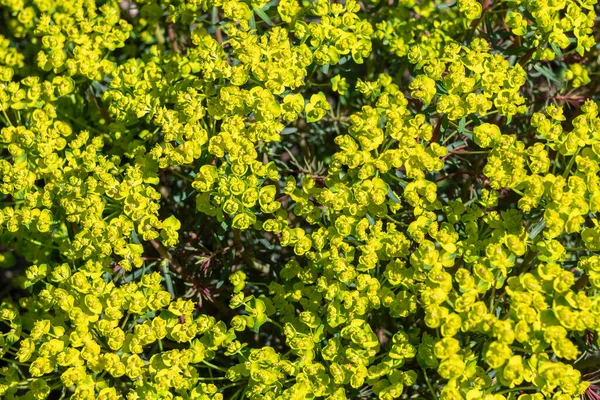 Euphorbia Cyparissias Fens Ruby Vår Sommar Vintergröna Blommande Buske Växt — Stockfoto