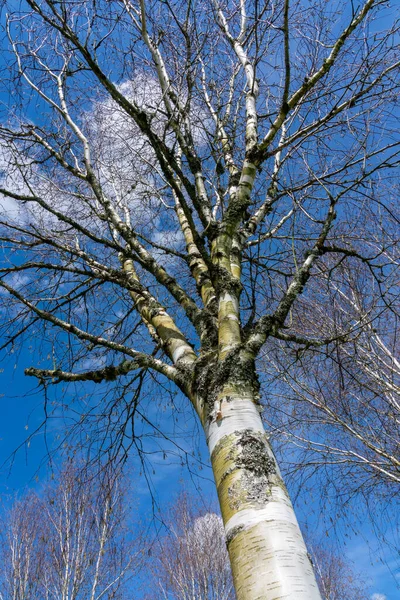 Betula Utilis Дерево Зимой Голубым Небом Которое Широко Известно Гималайская — стоковое фото