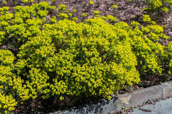 Euphorbia Cyparissias Fens Ruby Spring Summer Evergreen Flowering Shrub Plant — Stock Photo, Image