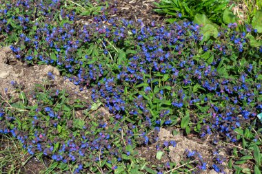 Pulmonaria 'Mavi Asteğmen' bahar çiçeği mevsiminde bulunan bir çiçek bitkisi. Yaygın olarak akciğer otu olarak bilinir.