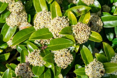 Skimmia japonica 'parfümleri' bahar çiçekli bir çalı bitkisi, stok fotoğrafı