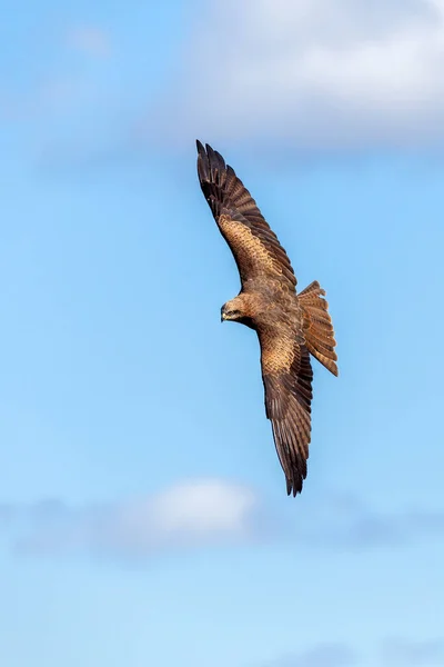 Black Drak Milvus Migrans Dravý Dravec Létající Křídly Roztaženými Letu — Stock fotografie