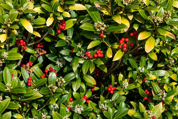 Skimmia Japonica Subsp Reevesiana Spring Flower Shoch Plant Red Spring — 스톡 사진