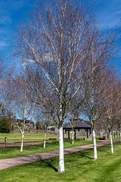 Linje Himalayan Birch Träd Betula Utilisat Längs Väg National Botanic — Stockfoto