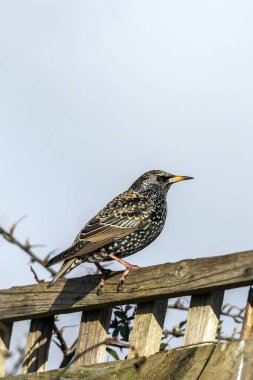 İngiltere ve Avrupa 'da bulunan bir çitin üzerine tünemiş yaygın Starling (Stunus vulgaris) kuşu, stok fotoğrafı