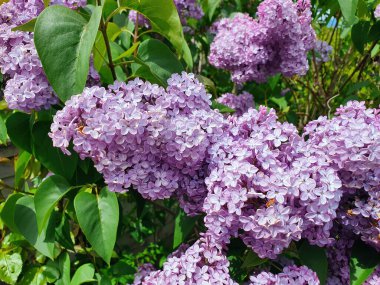 Leylak (şırınga) bahar çiçekli bir çalılık mor bir bahar çiçeği, stok fotoğrafı