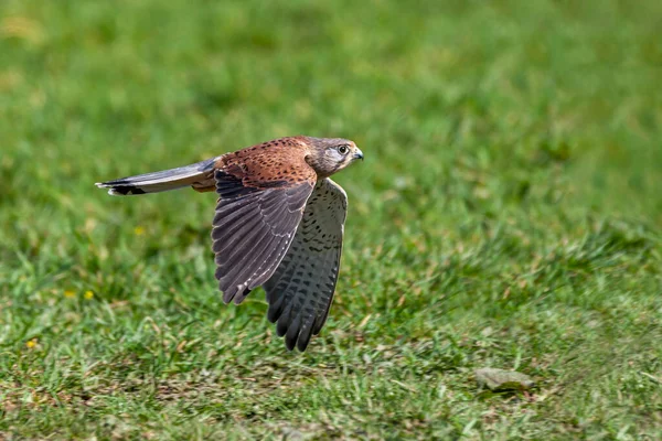 Kestrel Falco Tinnunculus Roofvogel Die Laag Lucht Een Grasveld Vliegt — Stockfoto