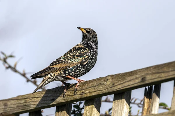 据英国 每日邮报 12月14日报道 在英国和欧洲发现的一只普通的斯塔林鸟栖息在一道栅栏上 — 图库照片