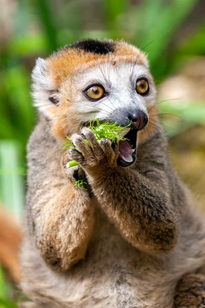 Koronowany Lemur Eulemur Coronatus Naczelny Znaleziony Dżungli Madagaskaru Dżungli Dżungli — Zdjęcie stockowe