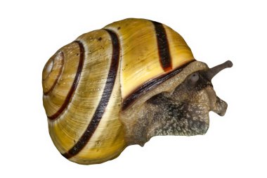Yumuşakça bir gastropod böceği olan bahçe salyangozu kabuğu kesilmiş ve beyaz bir arkaplanda izole edilmiş.