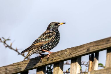 İngiltere ve Avrupa 'da bulunan bir çitin üzerine tünemiş yaygın Starling (Stunus vulgaris) kuşu, stok fotoğrafı