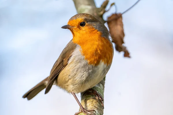 Robin Roodborst Erithacus Rubecula Vogel Een Britse Tuin Zangvogel Met — Stockfoto