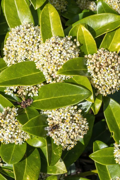 白い春の花のある春の開花低木植物 スキミアジャポニカの ストックフォトイメージ — ストック写真