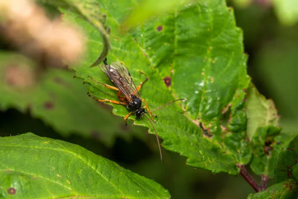 Black Slip Wasp Pimpla Rufipes Parazitic Black Flying Hmyz Oranžovýma — Stock fotografie