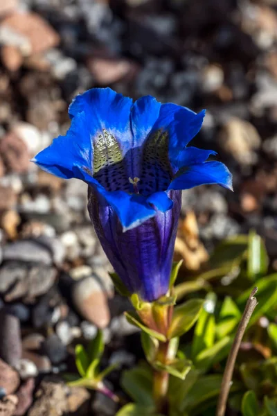 Gentiana Occidentalis Весняна Квітка Блакитною Весняною Квіткою Широко Відома Піренейський — стокове фото