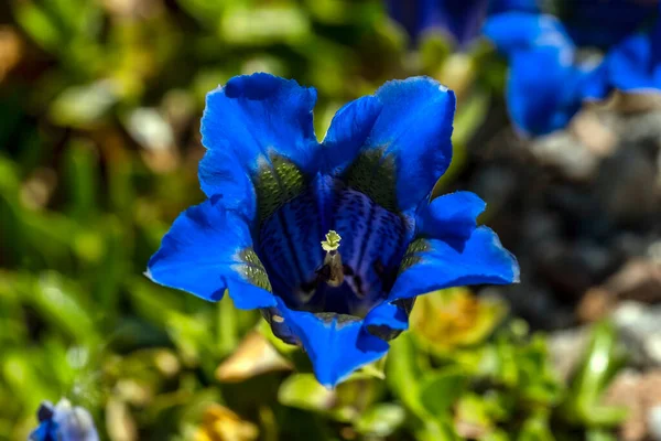 Gentiana Occidentalis Spring Flowering Plant Blue Springtime Flower Commonly Known — 스톡 사진