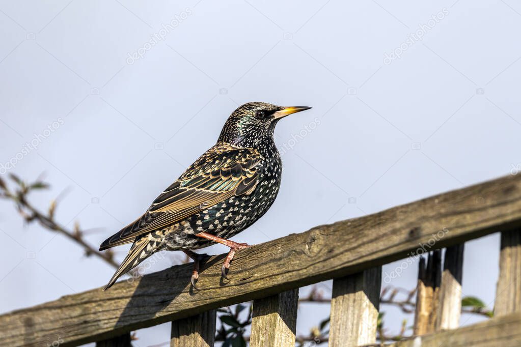 Common Starling (Stunus vulgaris) bird perched on a fence which is found in the UK and Europe, stock photo image