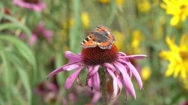 Boyalı Bayan Kelebek (Vanessa Cardui)