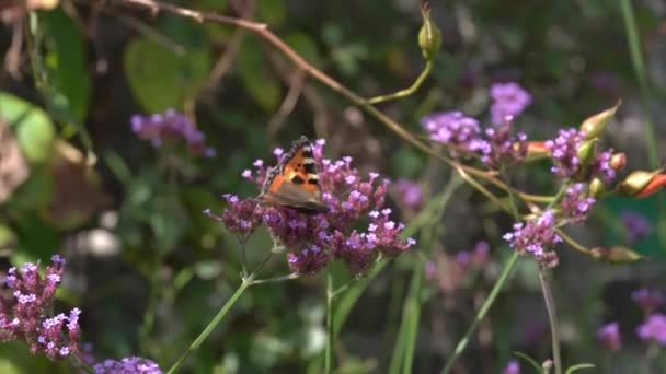 Målad fjäril (Vanessa cardui)) — Stockvideo