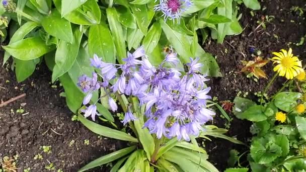 Blauwbel (hyacinthoides hispanica)) — Stockvideo