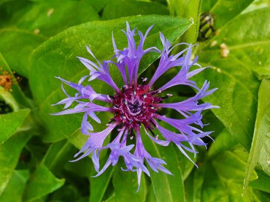 Centaurea Montana. Mavi bir yaz çiçeği olan bir çiçek bitkisi. Yaygın olarak Mountain Bluet olarak bilinir.