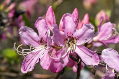 Rhododendron Vaseyi, Pinkshell açelyası olarak bilinen pembe bir bahar çiçeği olan, bahar çiçekli bir çalı bitkisi.