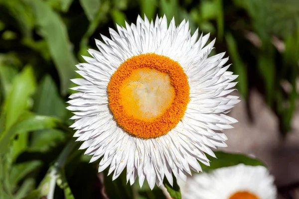 Helichrysum Bracteatum White Yellow Summer Flowering Plant Commonly Known Everlasting — Stock Photo, Image