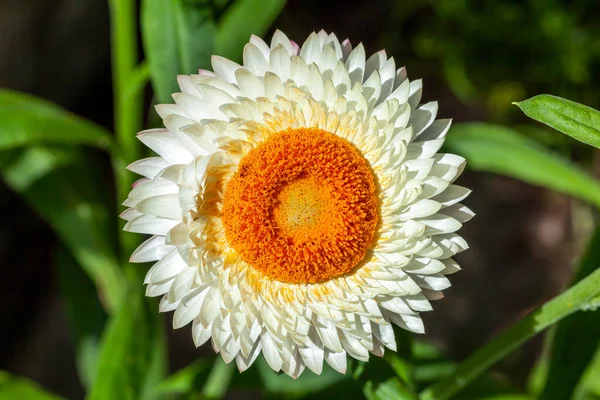 Helichrysum Bracteatum Vit Gul Sommar Blommande Växt Allmänt Känd Som — Stockfoto