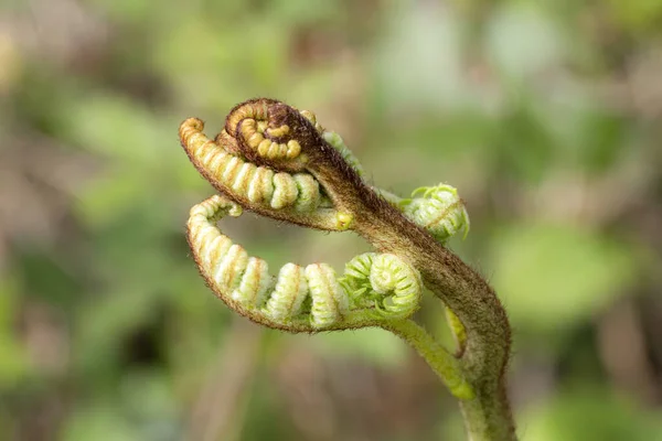 Osmunda Regalis Большое Зеленое Растение Новыми Листьями Разворачивается Весной Широко — стоковое фото