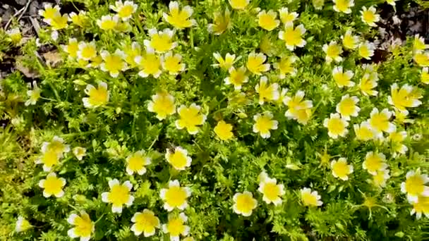 Pochiertes Limanthes Douglasii Eine Gewöhnliche Einjährige Gartenblumenpflanze Die Frühling Sommer — Stockvideo