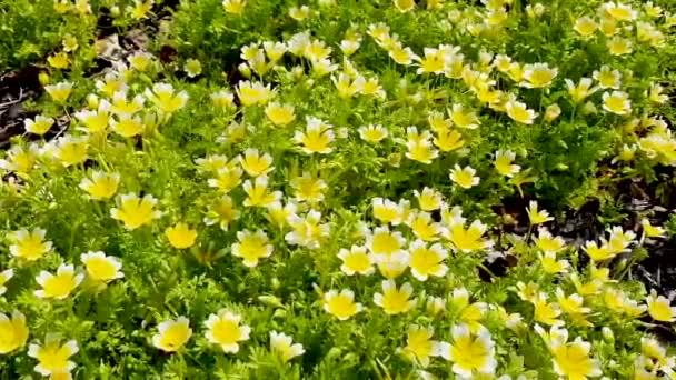 Poached Egg Plant Limnanthes Douglasii Common Annual Garden Flower Plant — Stock Video