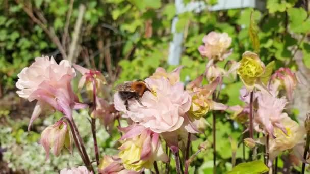 Bumblebee Copac Bombus Hypnorum Plantă Flori Roz Aquilegia Columbine Care — Videoclip de stoc